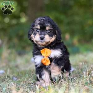 Waldo, Cavapoo Puppy